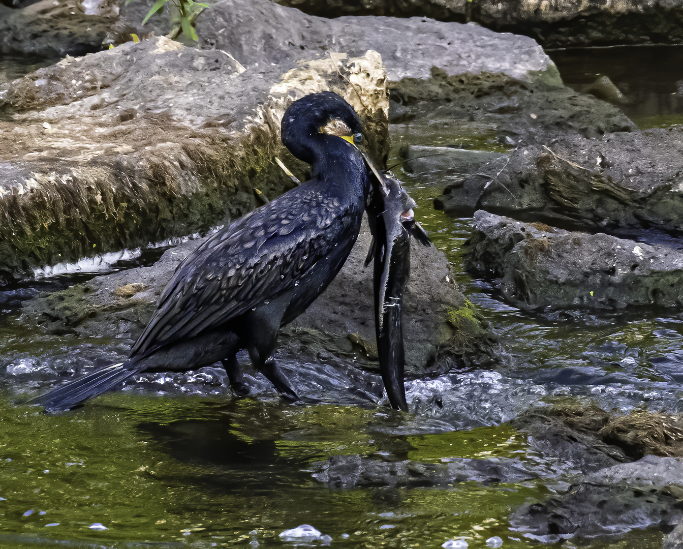 Kormoran immer wieder erfolgreich