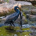 Kormoran immer wieder erfolgreich