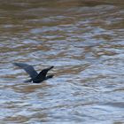 Kormoran In Bewegung