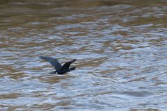 Kormoran In Bewegung