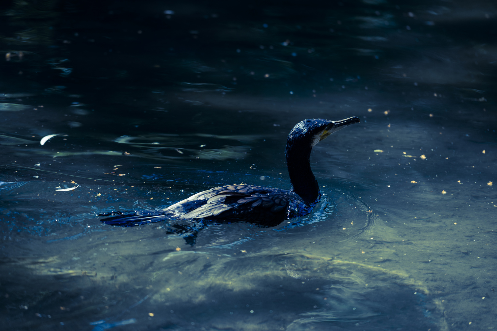 Kormoran in blauem Wasser