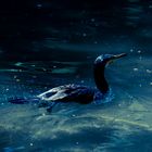 Kormoran in blauem Wasser