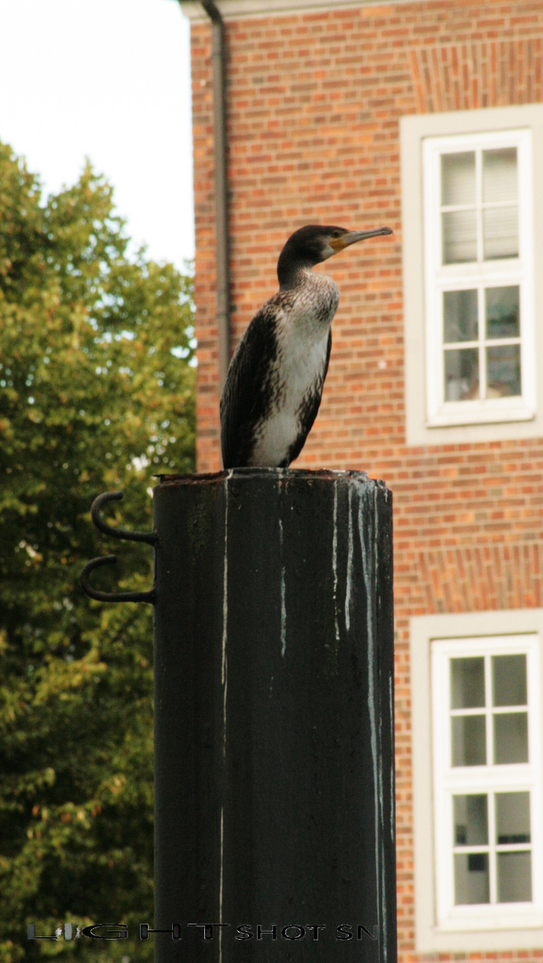 Kormoran in Bremen