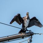 Kormoran in Comacchio