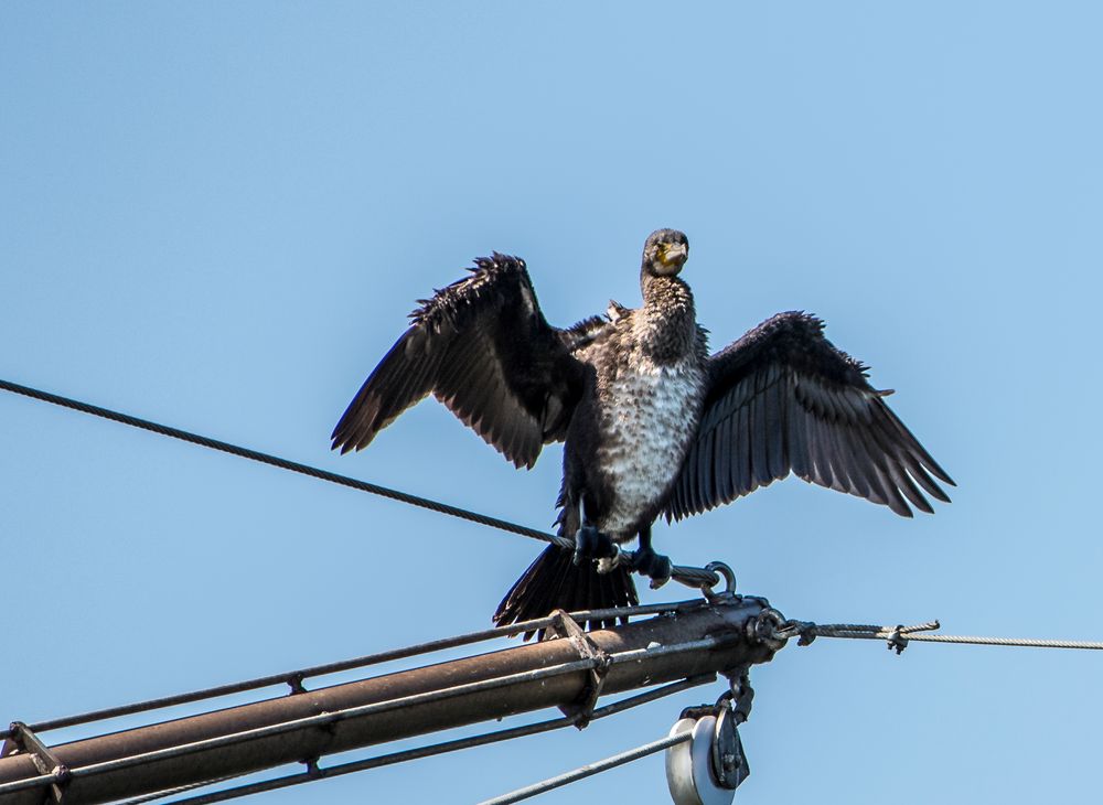 Kormoran in Comacchio