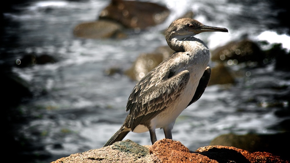 Kormoran in Corsica