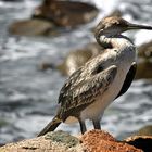 Kormoran in Corsica