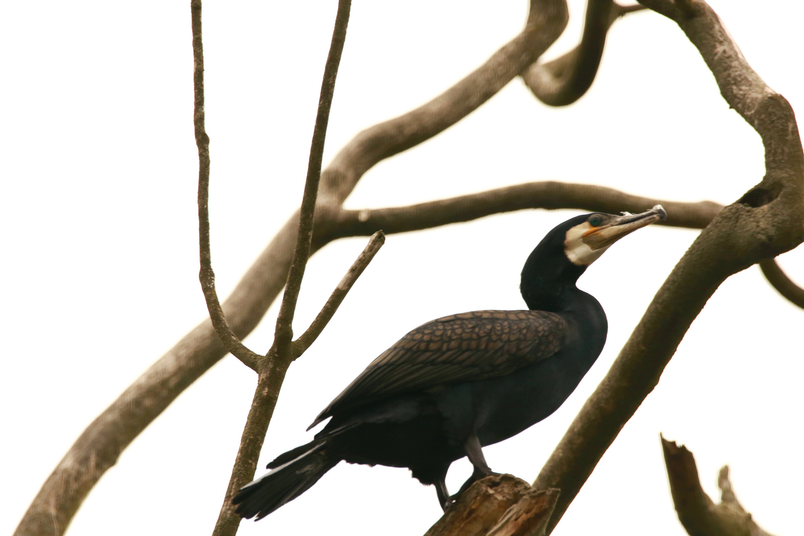 Kormoran in den Masuren 