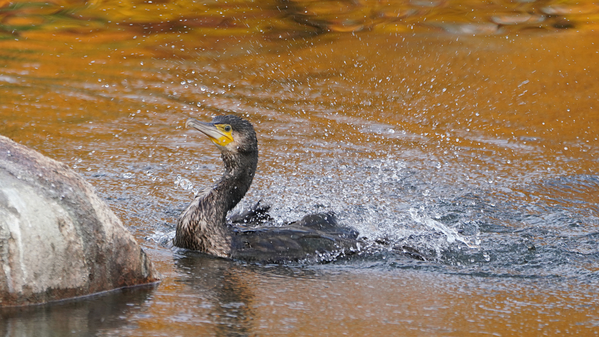 Kormoran in der