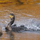 Kormoran in der