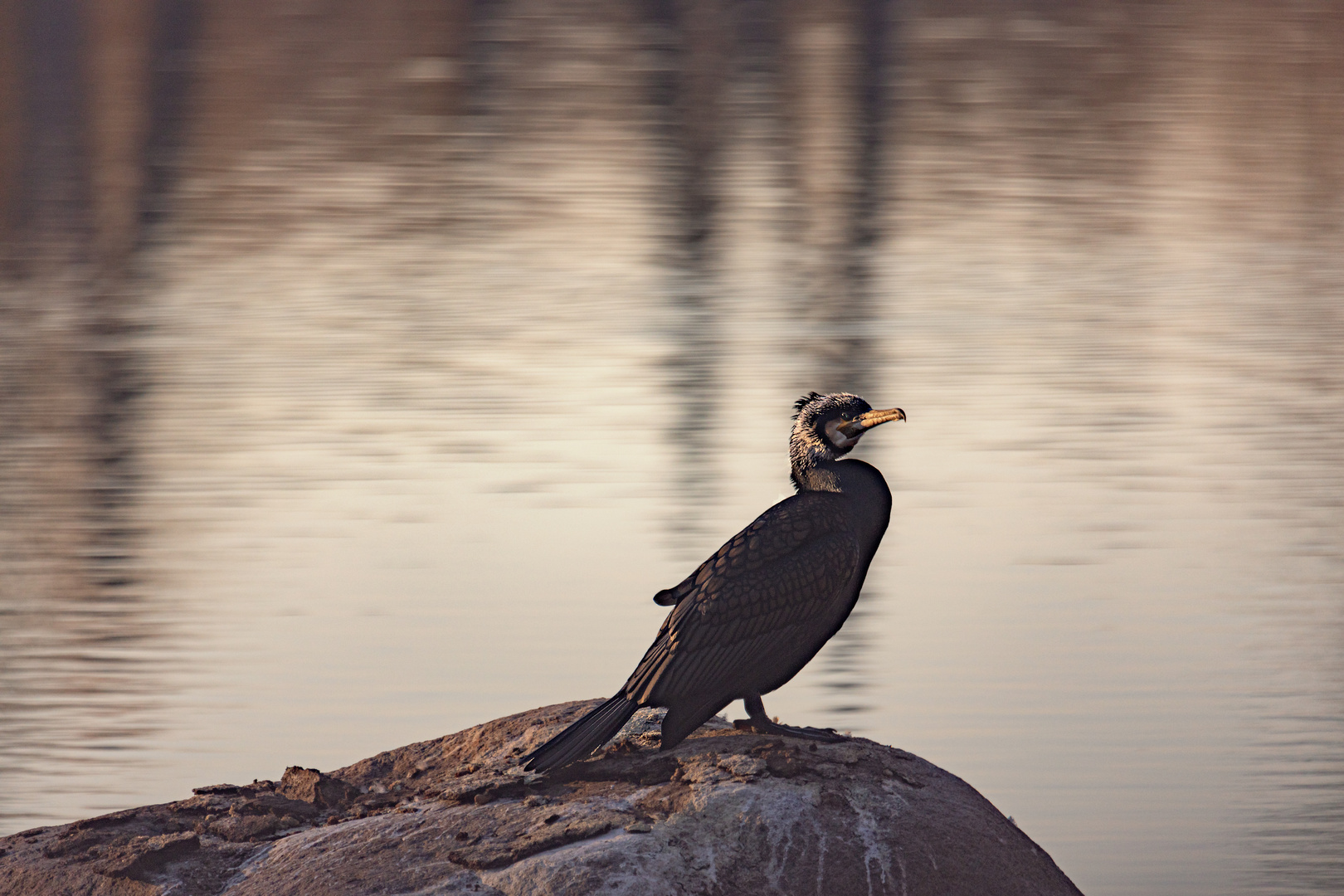 Kormoran in der Abendsonne