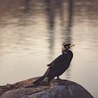 Kormoran in der Abendsonne