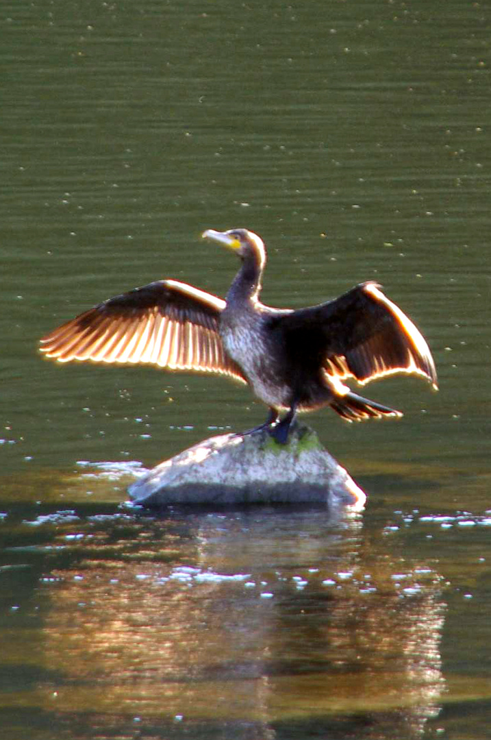 Kormoran in der Abendsonne...