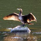 Kormoran in der Abendsonne...