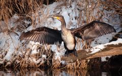 kormoran in der abendsonne