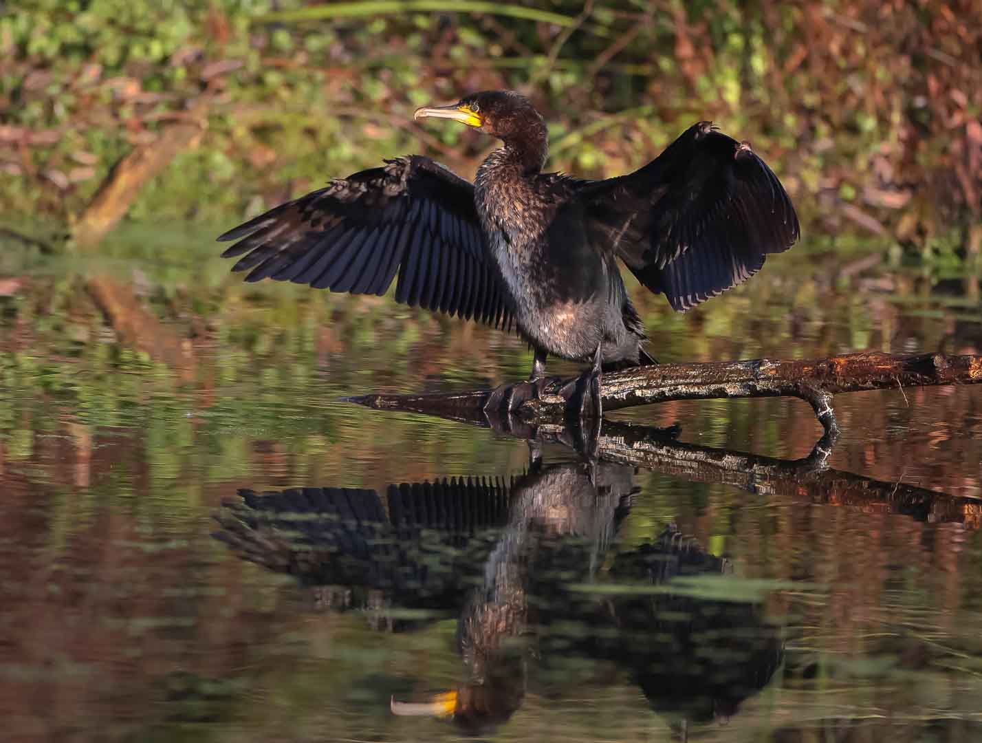 Kormoran in  der  Abendsonne