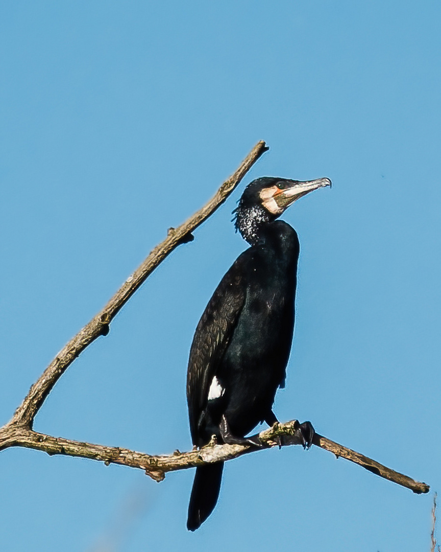 Kormoran in der Astgabel