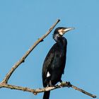 Kormoran in der Astgabel