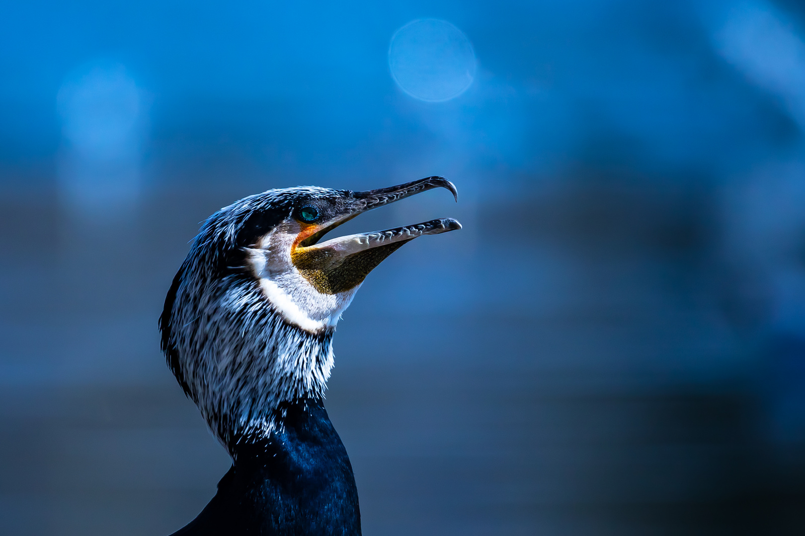 Kormoran in der blauen Stunde