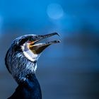 Kormoran in der blauen Stunde