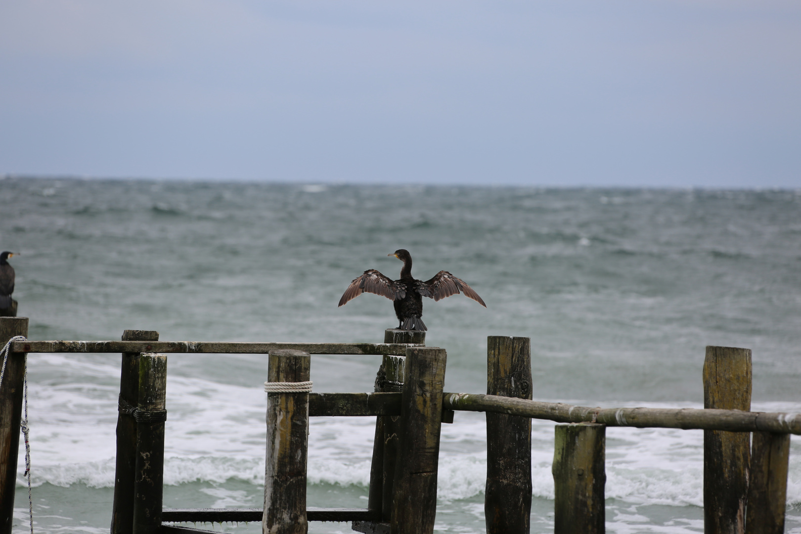 Kormoran in der Bucht von Vitt