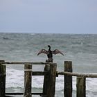 Kormoran in der Bucht von Vitt