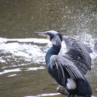 Kormoran in der Frühlingssonne