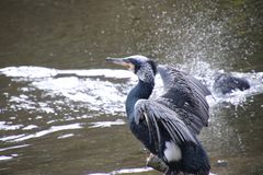 Kormoran in der Frühlingssonne