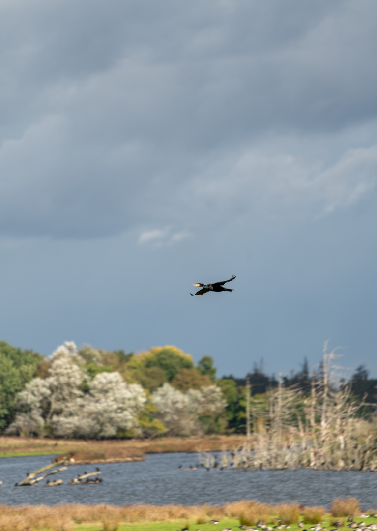 Kormoran in der Geltinger Birk