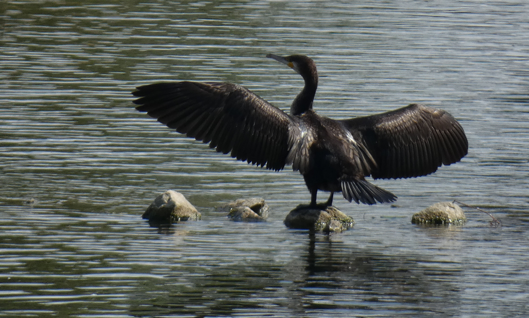 Kormoran in der Hammer Lippeaue