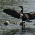 Kormoran in der Hammer Lippeaue