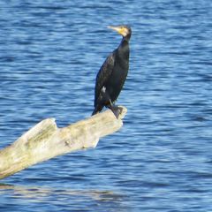 Kormoran in der Herbstsonne