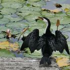 ...Kormoran in der Lagune von Candi Dasa...