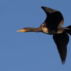 Kormoran in der Luft (Ist das nun Wildlife?)