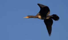 Kormoran in der Luft (Ist das nun Wildlife?)