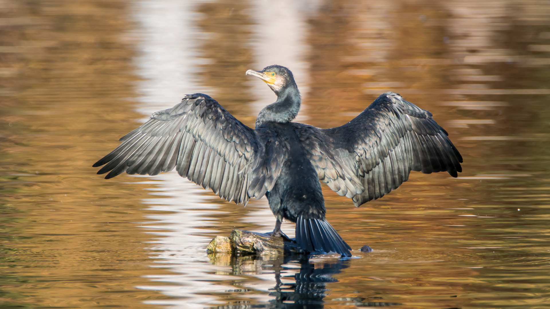 Kormoran in der Novembersonne