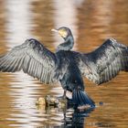 Kormoran in der Novembersonne