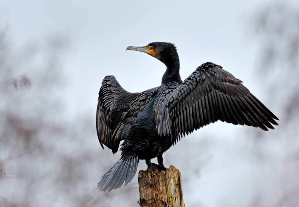 Kormoran ... in der Pause ...