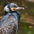 Kormoran in der Sonne