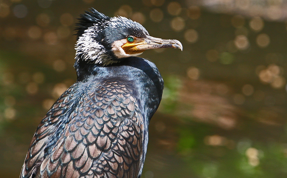 Kormoran in der Sonne