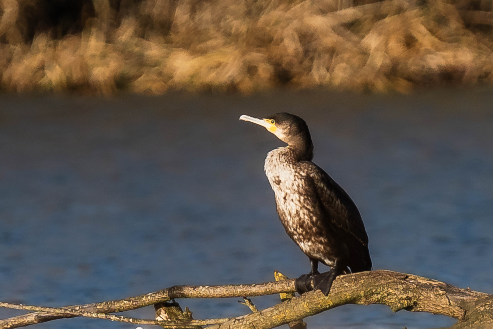 Kormoran in der Sonne