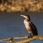 Kormoran in der Sonne