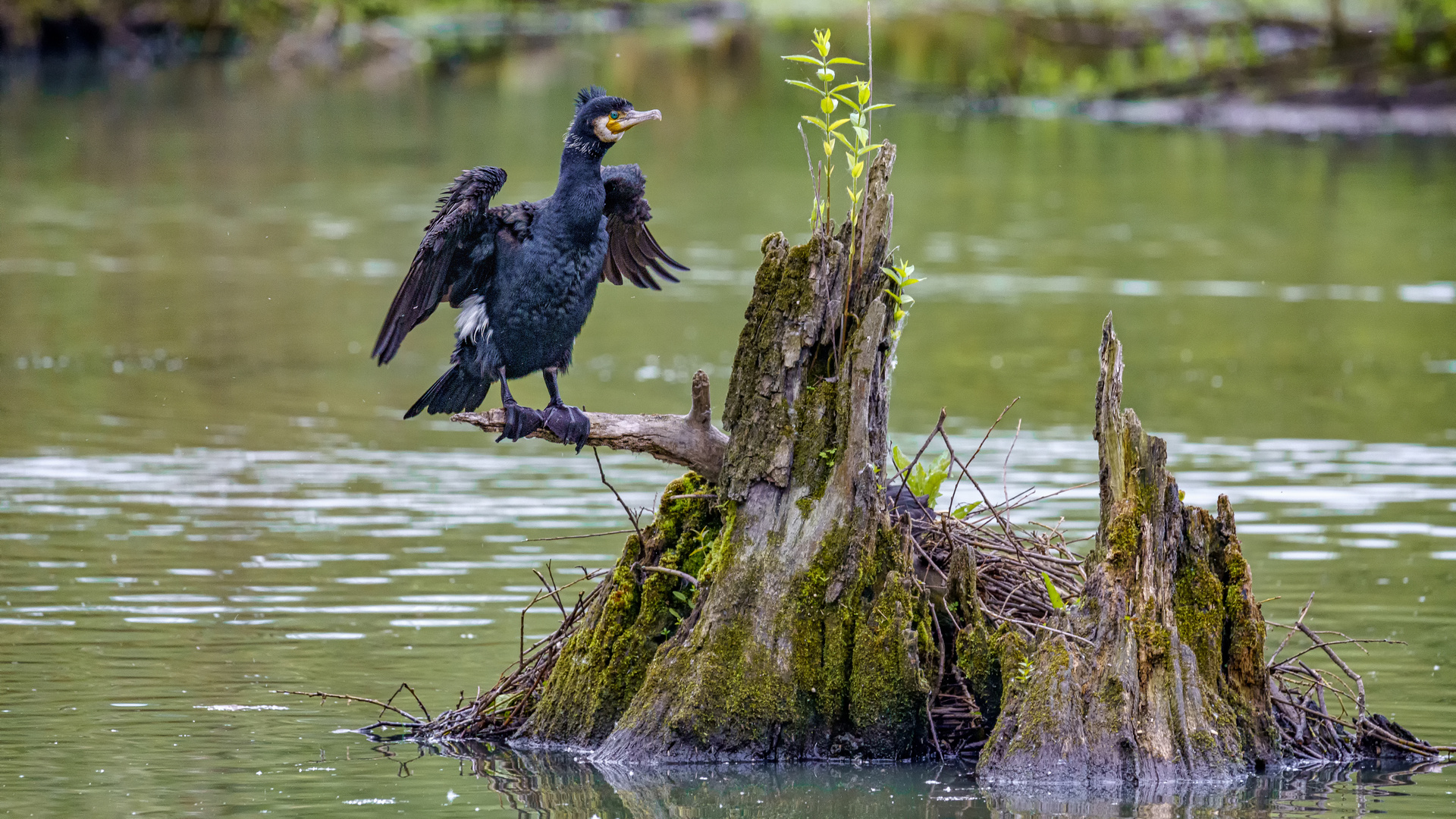 Kormoran in der Urdenbacher Kämpe, 2019.05.31.