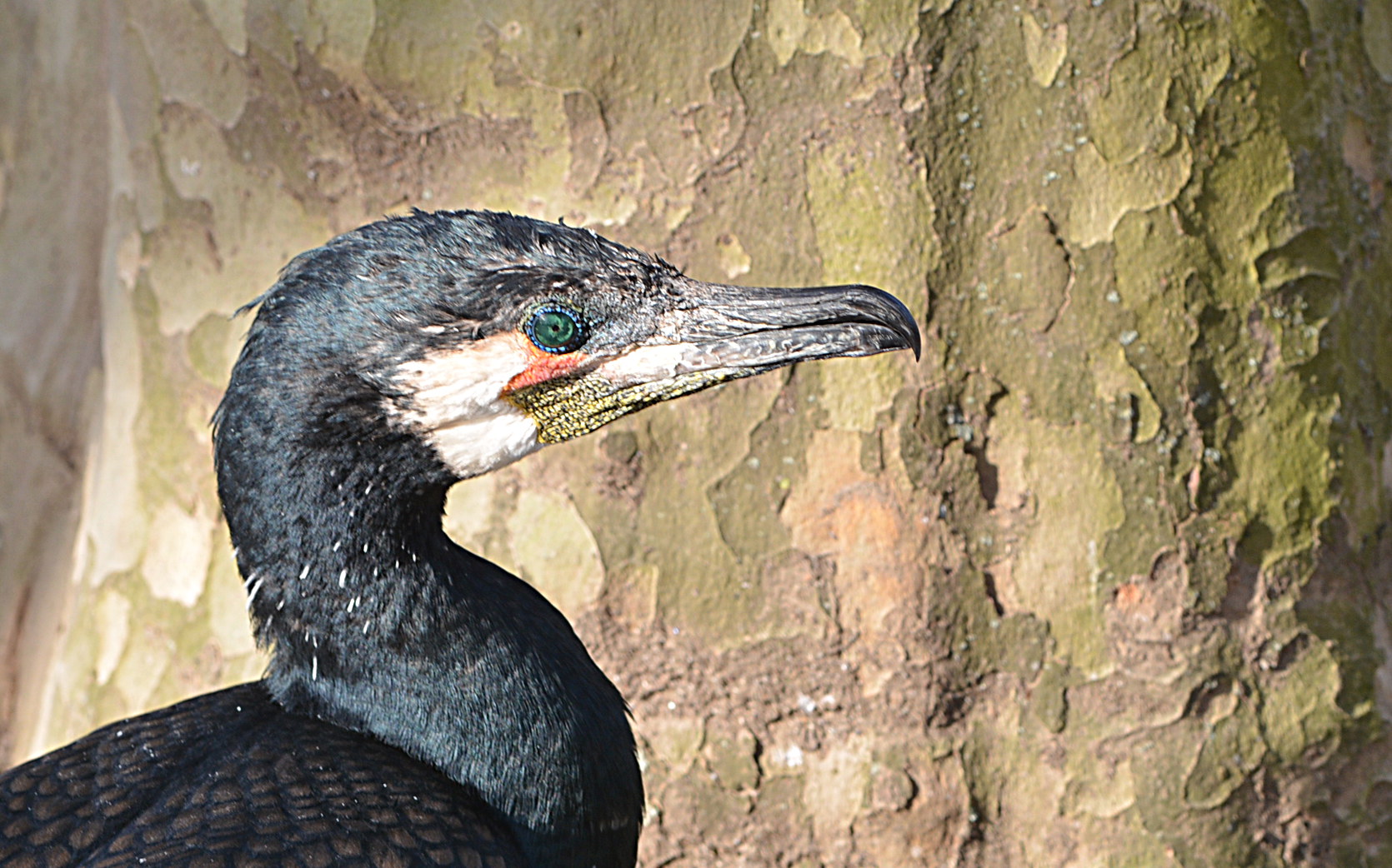 Kormoran in der Wilhelma Stuttgart