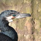 Kormoran in der Wilhelma Stuttgart