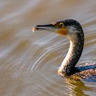 Kormoran in der Woeste 