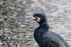 Kormoran in einem Berliner Stadtpark.