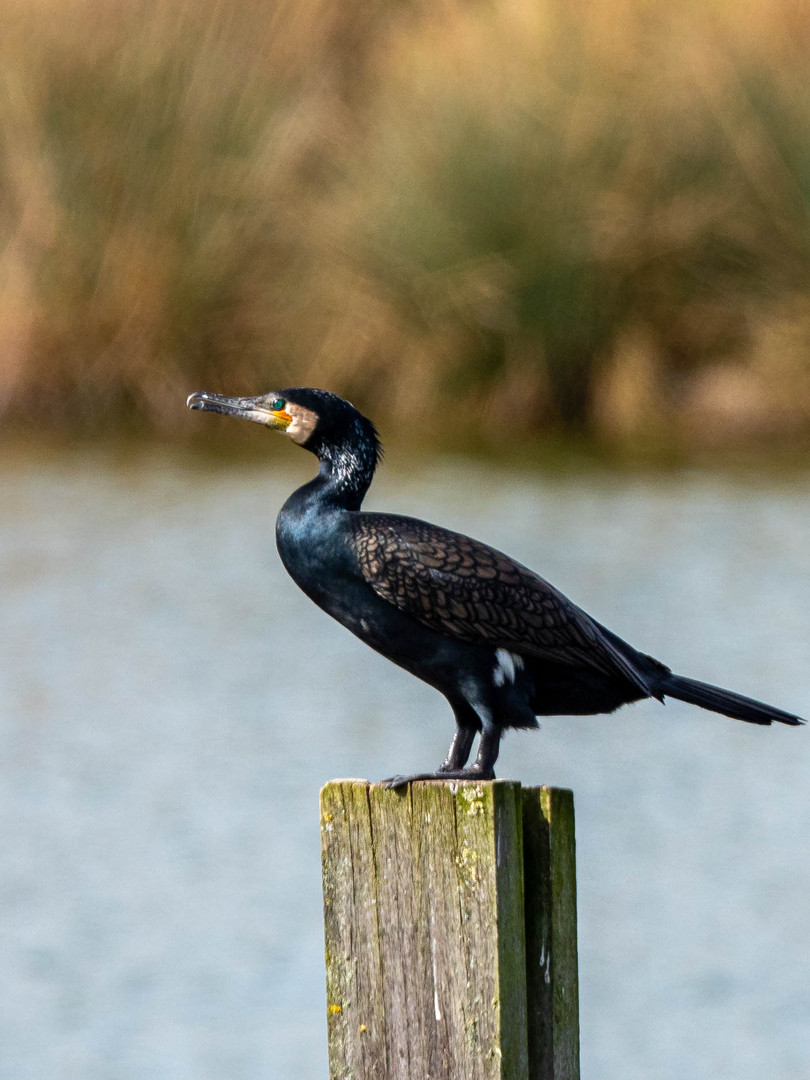 Kormoran in Frühlingssonne