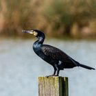 Kormoran in Frühlingssonne