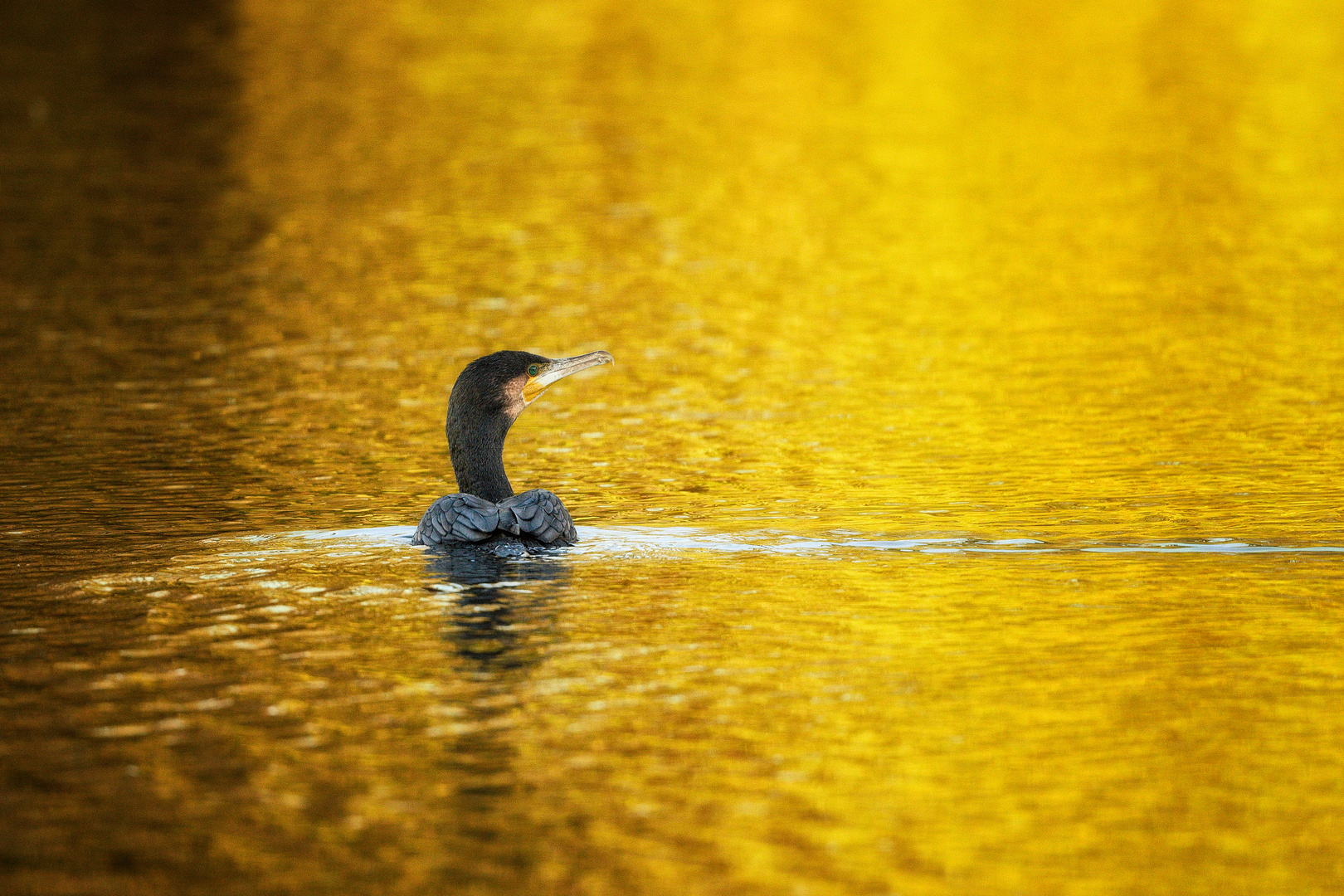 Kormoran in Gold